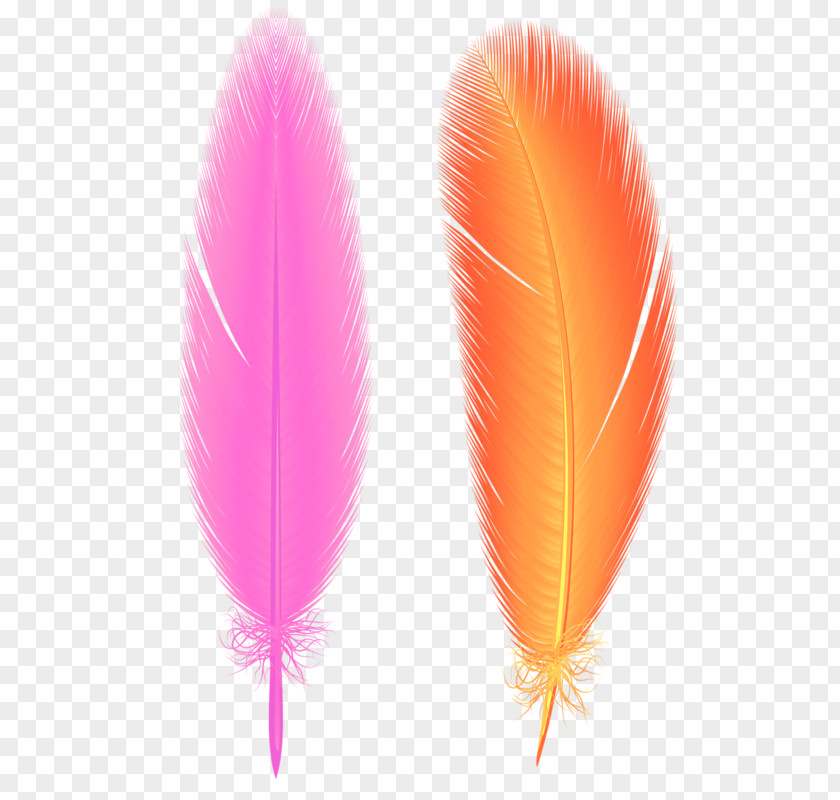 Fine Feathers Feather Bird Euclidean Vector PNG