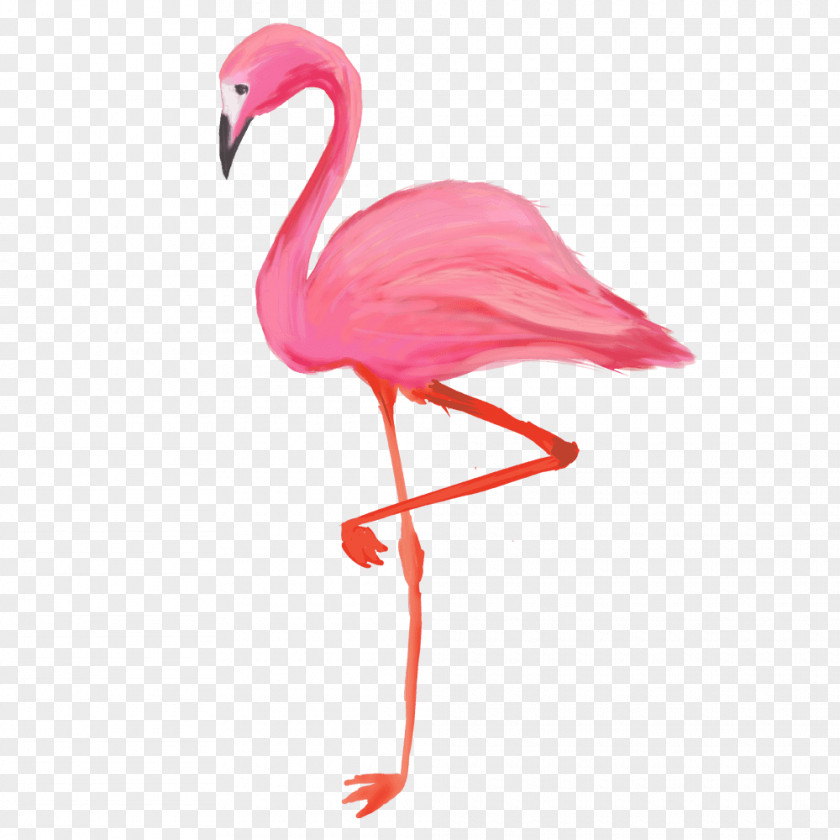 Flamingos Bird Greater Flamingo American T-shirt PNG
