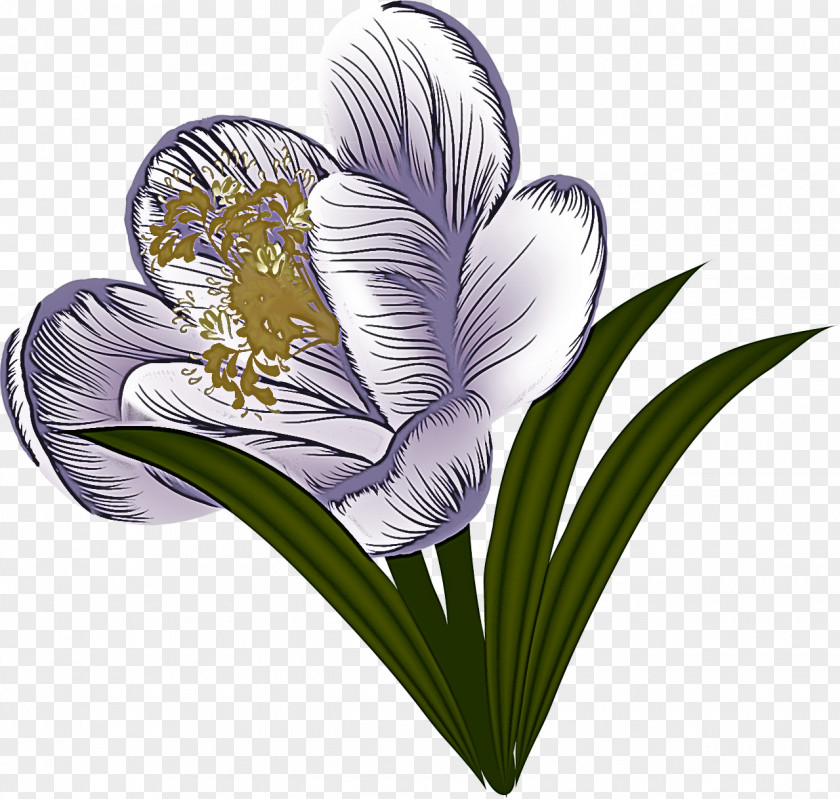 Flower Plant Violet Petal Heart PNG