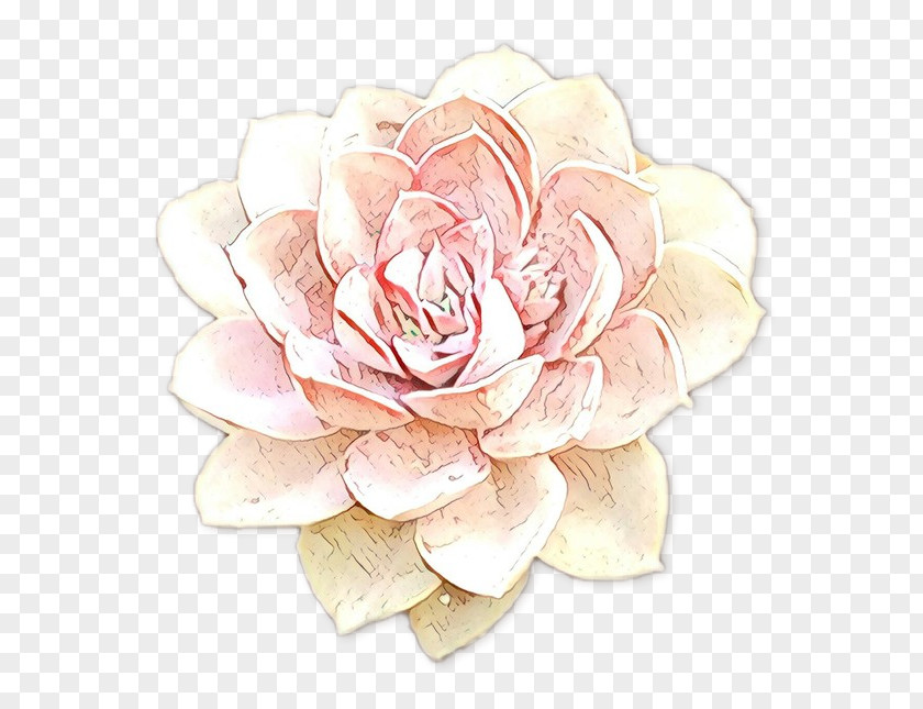 Garden Roses Cut Flowers Petal Pink M PNG