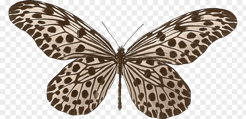 Leopard Butterfly Beetle Idea Leuconoe Lynceus Stolli PNG