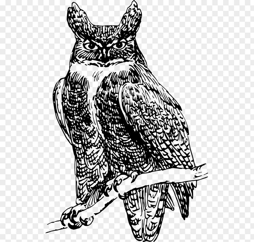 Owl Beak Bird Clip Art PNG