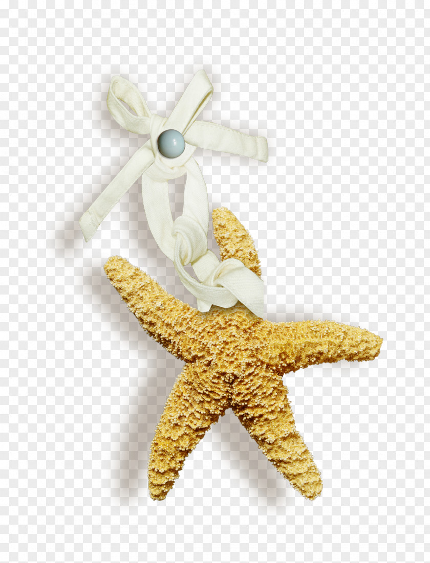 Palau Starfish Image Clip Art Vector Graphics PNG
