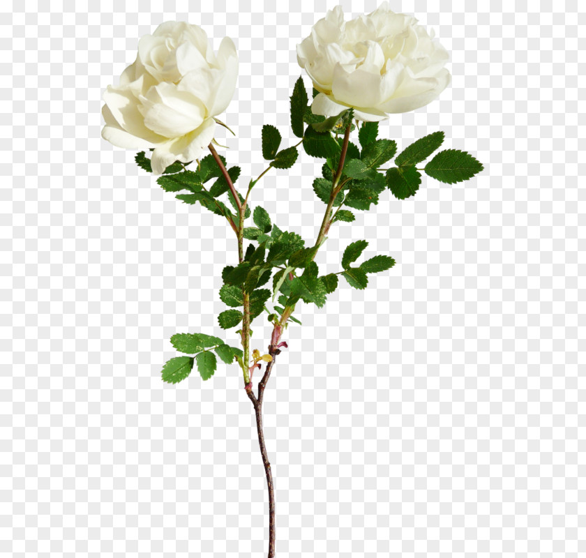 Rose Garden Roses Flower Clip Art Image PNG