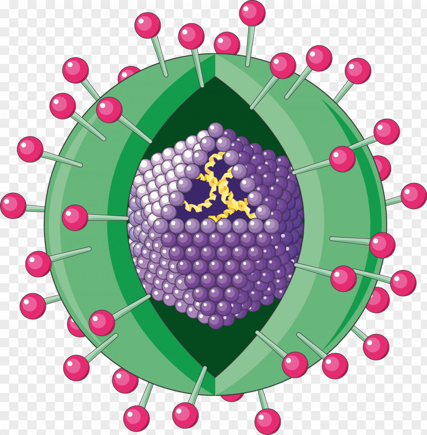 Hepatitis Viral A Virus PNG