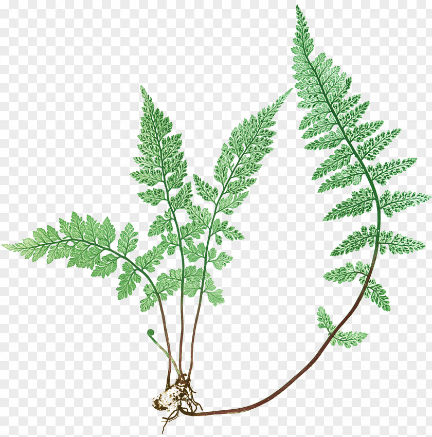 Watercolor Fern Canvas Graphic Arts Leaf PNG