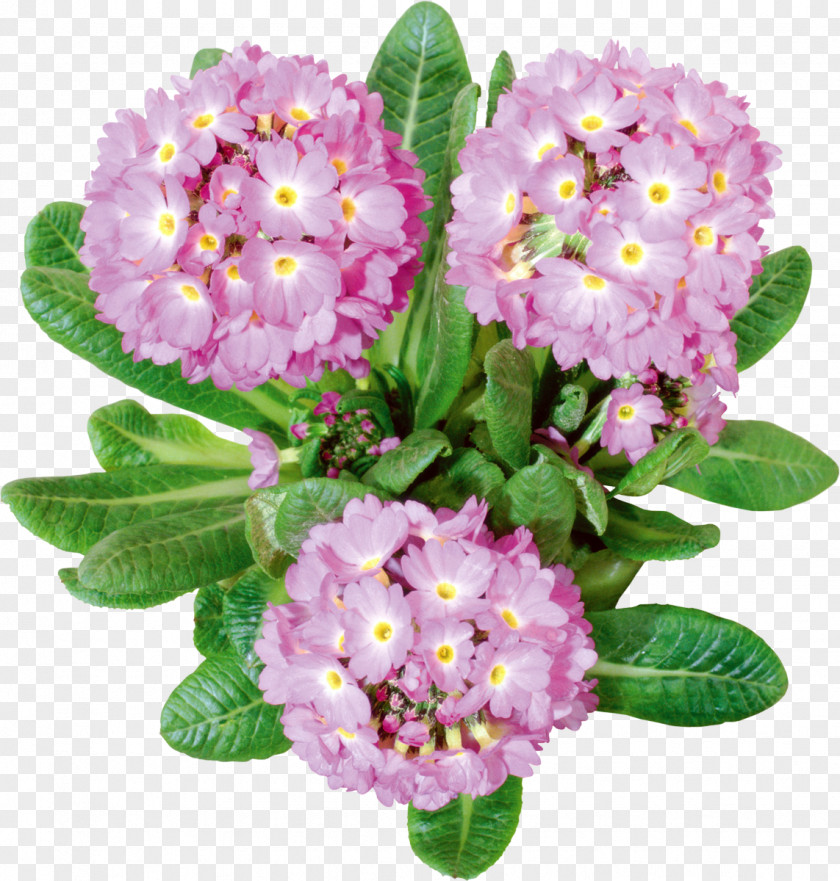 Flower Cut Flowers Lilium Clip Art PNG