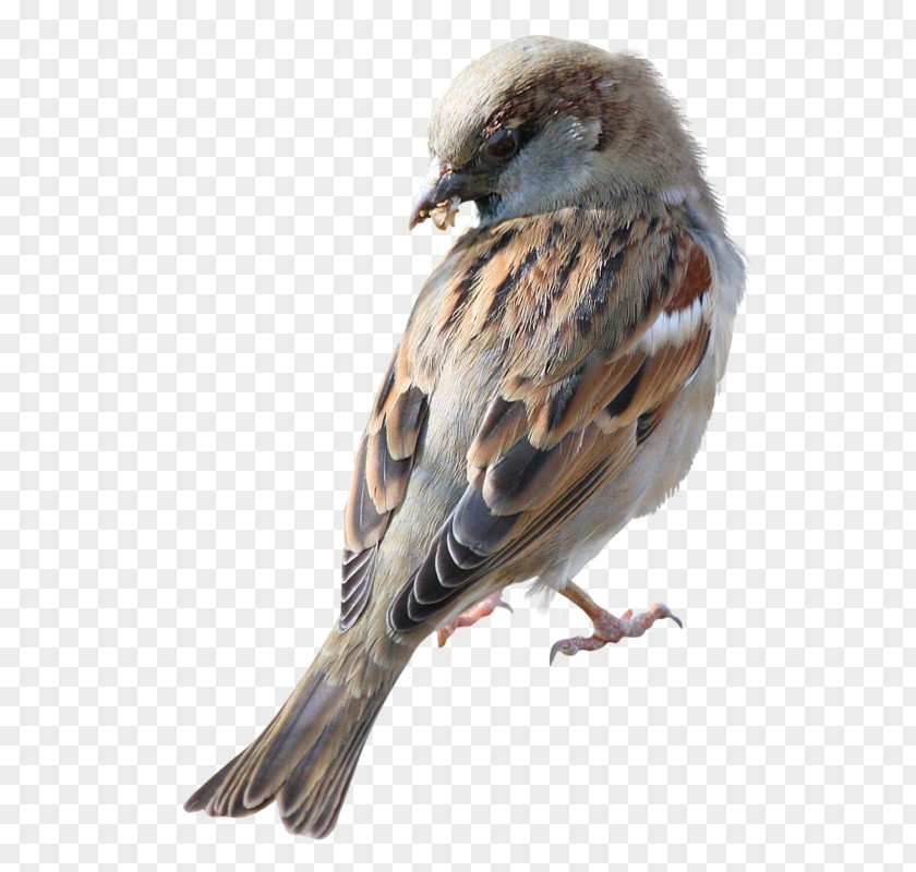 Sparrow Bird Clip Art PNG