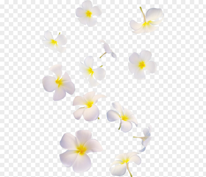 Design Moth Orchids PNG