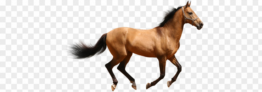 Horse Lion Puppy Cat PNG