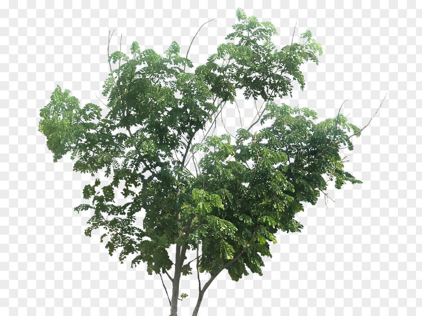 Tree Plant Branch Bigleaf Maple PNG