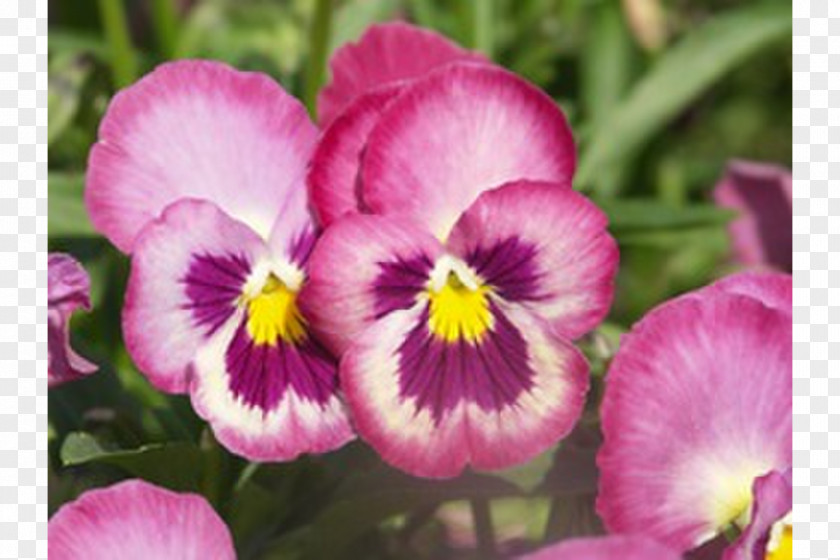 Violet Pansy Annual Plant Seed PNG