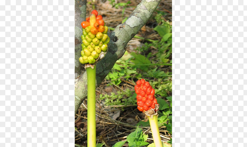 Arum Lilies Zaminkand Fruit PNG