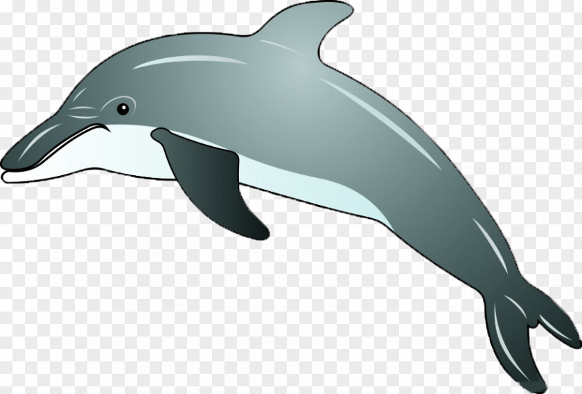 Dolphin,animal,lovely Common Bottlenose Dolphin Cartoon U0e01u0e32u0e23u0e4cu0e15u0e39u0e19u0e0du0e35u0e48u0e1bu0e38u0e48u0e19 PNG