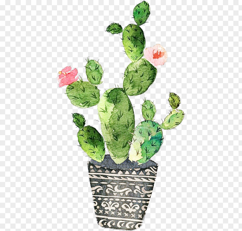 Houseplant Prickly Pear Cactus PNG