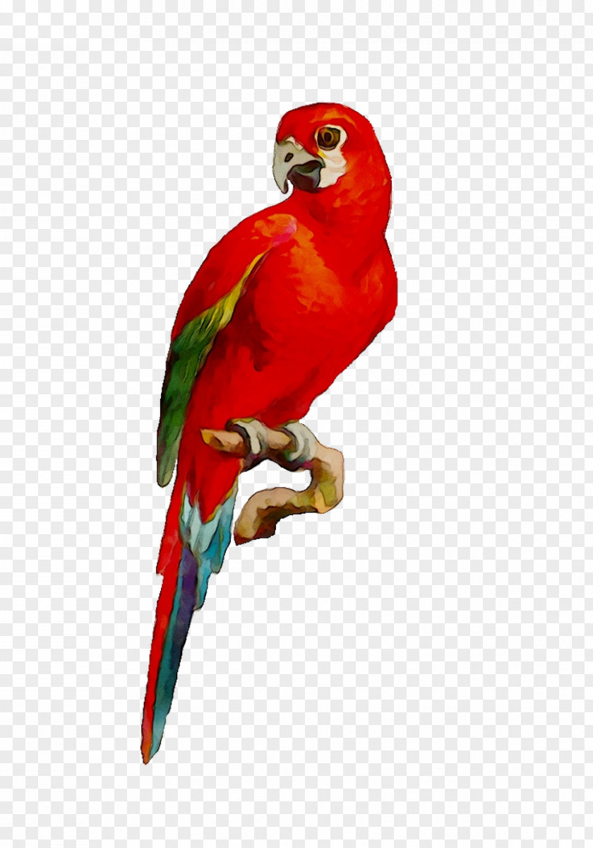 Macaw Loriini Parakeet Pet Beak PNG