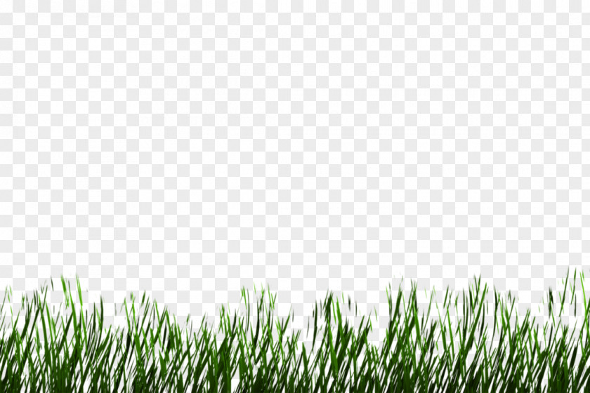 Pasture Plant 3D Rendering Grasses Lawn Meadow PNG