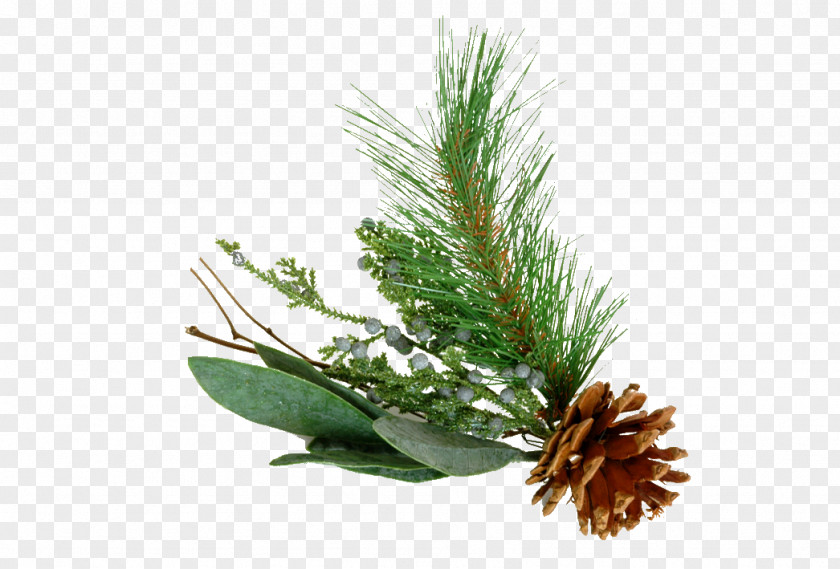 Pine Tree Graphics Cymbopogon Citratus Oil Clip Art PNG