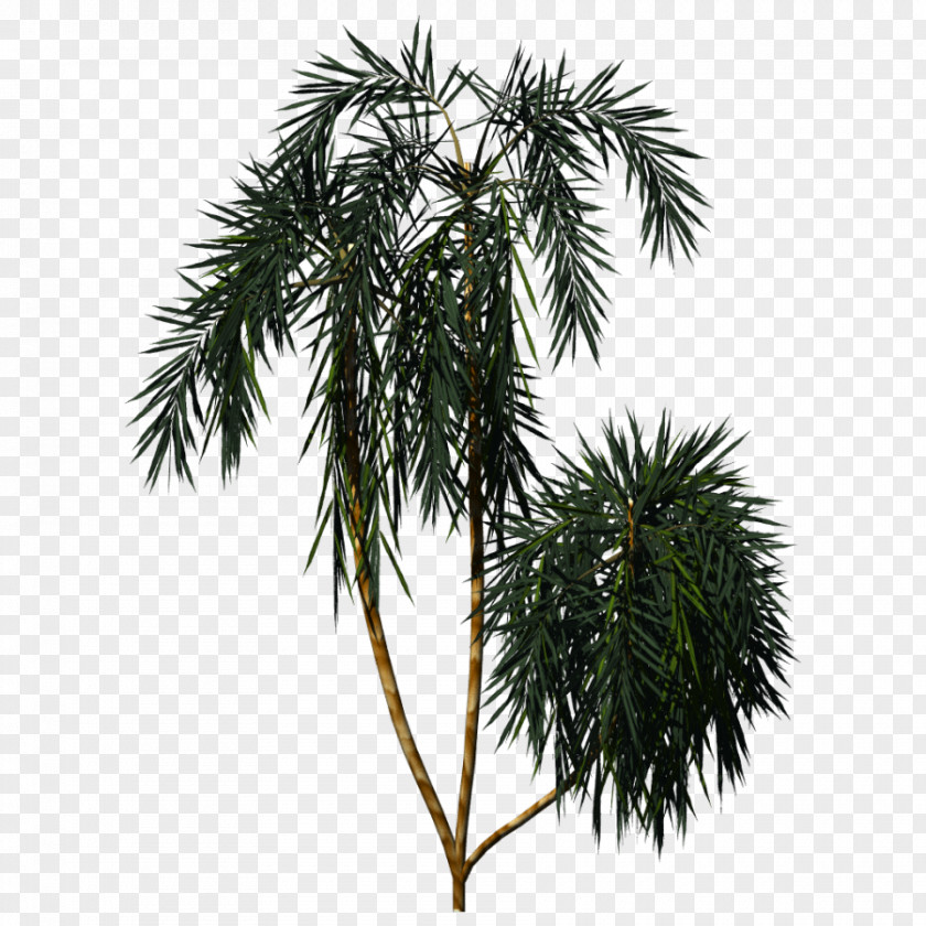 Plants Asian Palmyra Palm Image Vascular Plant Pine PNG