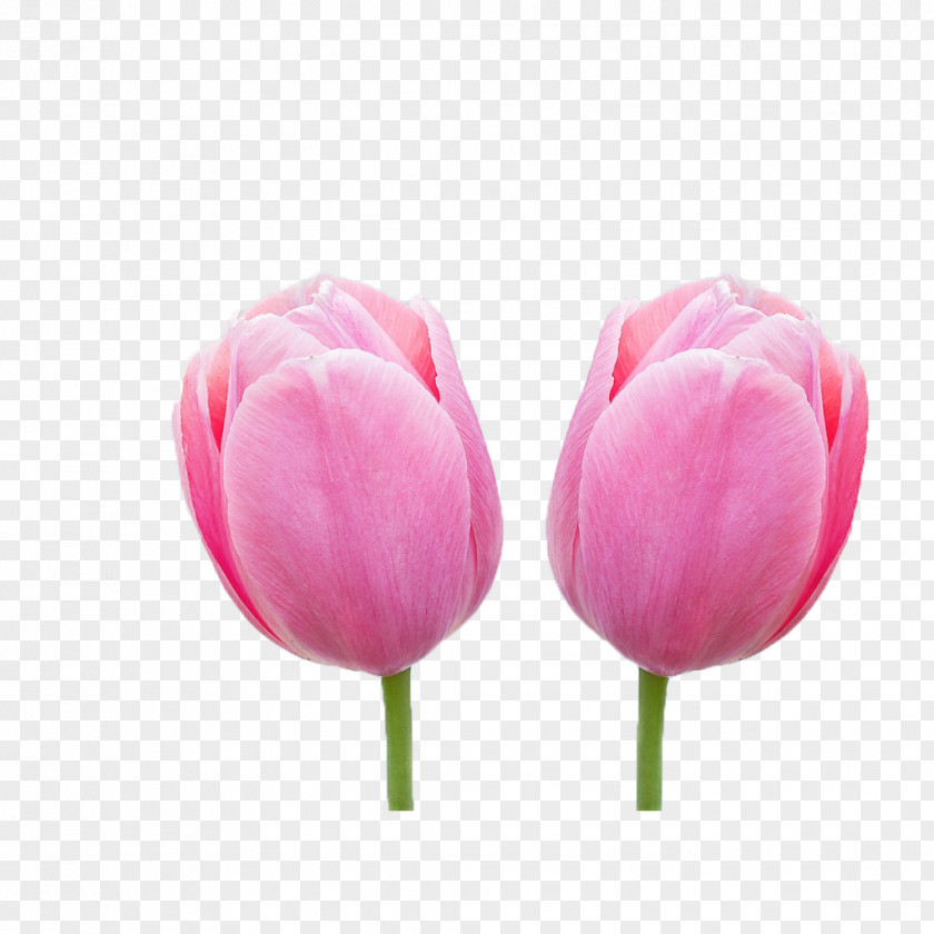 Tulip Flower High-definition Video Wallpaper PNG