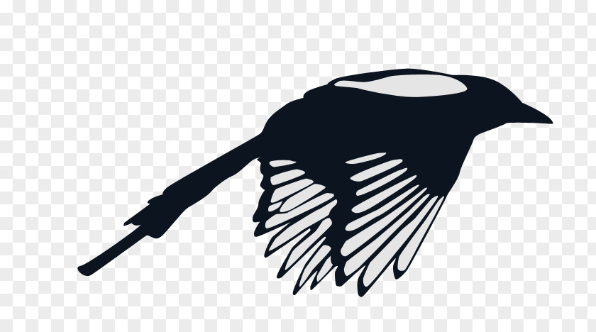 Bird Magpie PNG