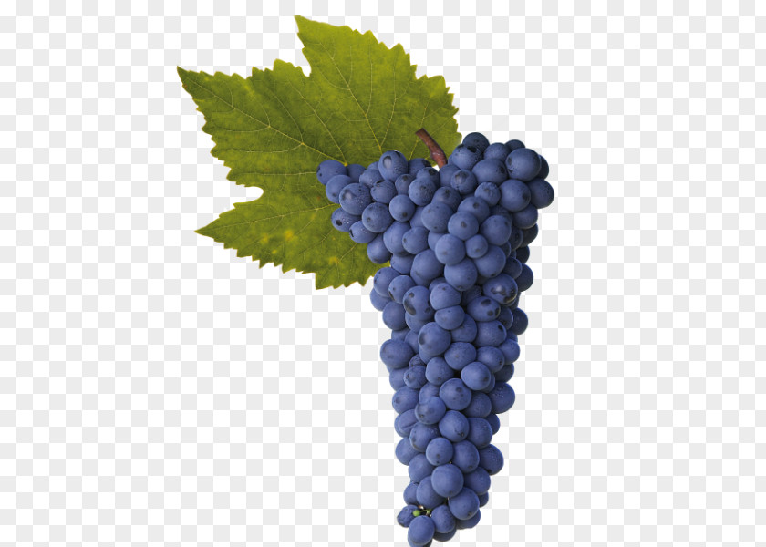 Grape Sultana Shiraz Wine Rotundone PNG