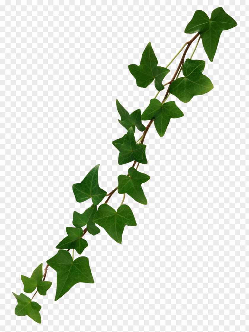 Ivy Common Stock Photography Vine Clip Art PNG