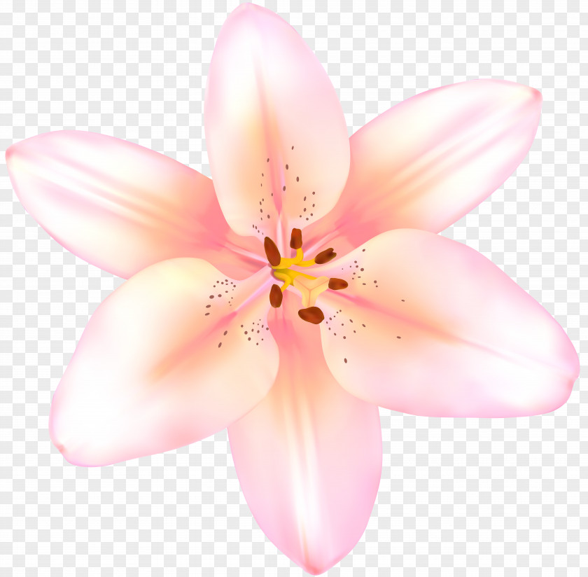 Lilium Moth Orchids Close-up Pink M PNG