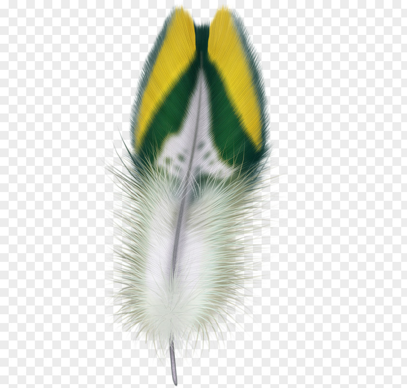 Plumas Feather Clip Art Bird Digital Image PNG