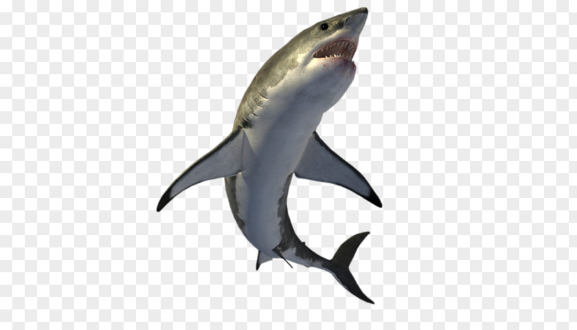 Shark Clip Art PNG