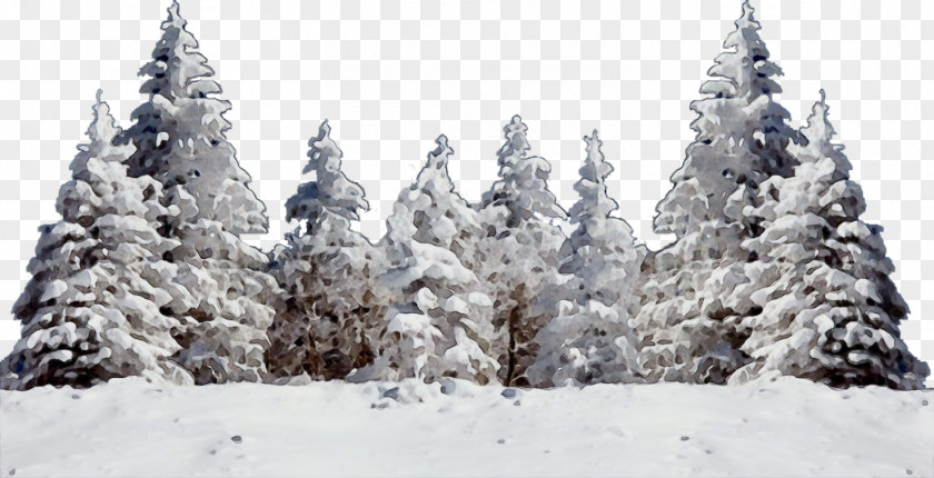 White Pine Freezing Snow Shortleaf Black Spruce Balsam Fir Tree Colorado PNG