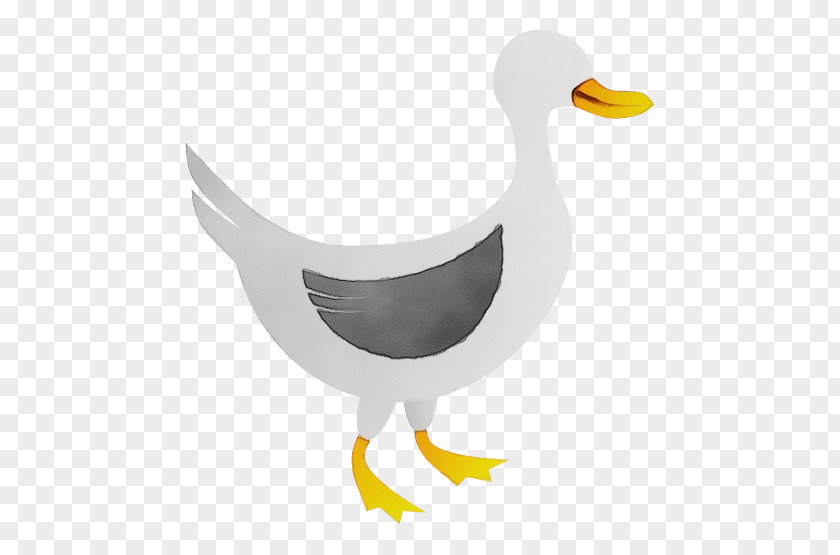 Wing American Black Duck Water Background PNG