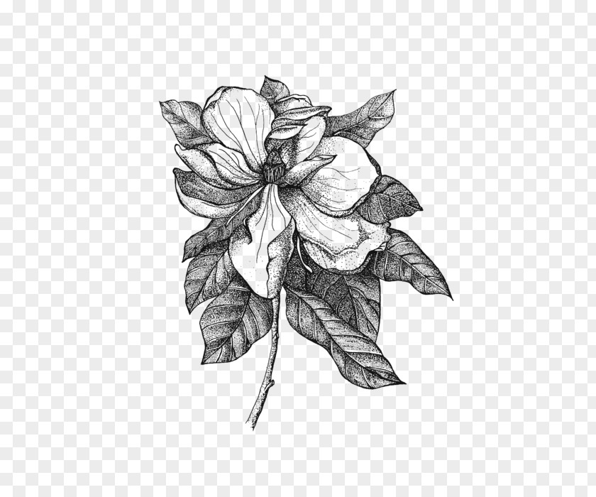 Flower Line Drawing Magnolia Sketch Illustration Southern PNG