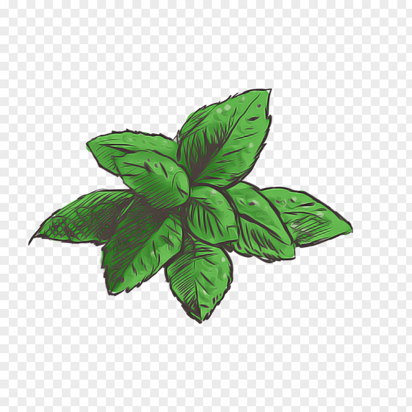 Leaf Herb Plant Structure Biology Science PNG