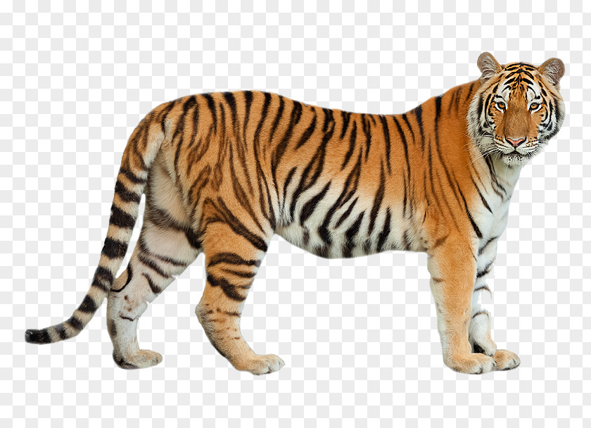 Suo Felidae Siberian Tiger Bengal Cat Amur Leopard PNG