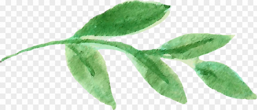 Watercolor Leaves Leaf Plant Stem Organism PNG