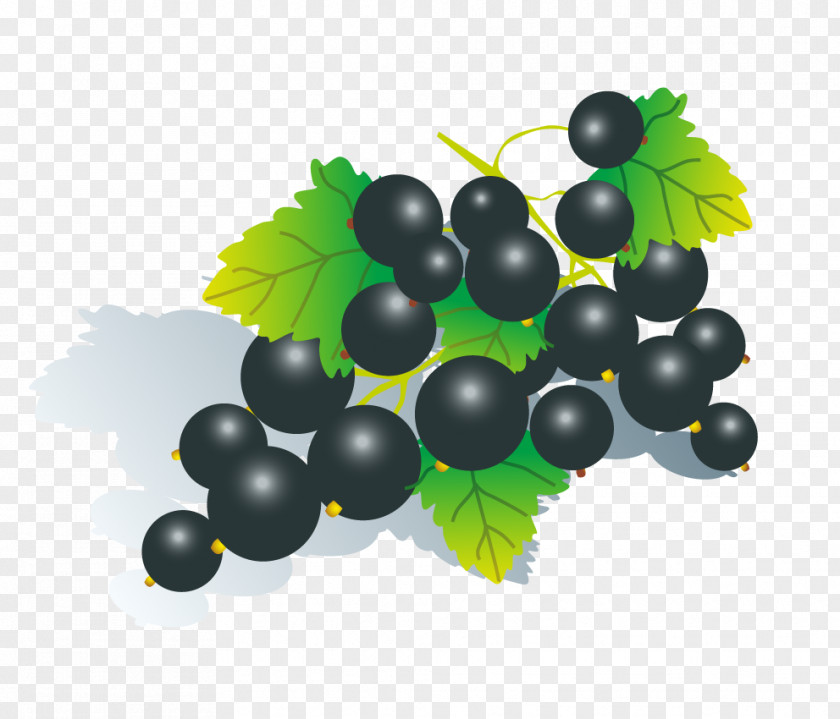 Black Grapes Fruit Download Grape Euclidean Vector PNG