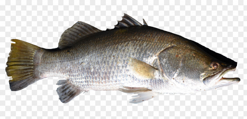 Fish Salmon Products Barramundi Perch Bass PNG