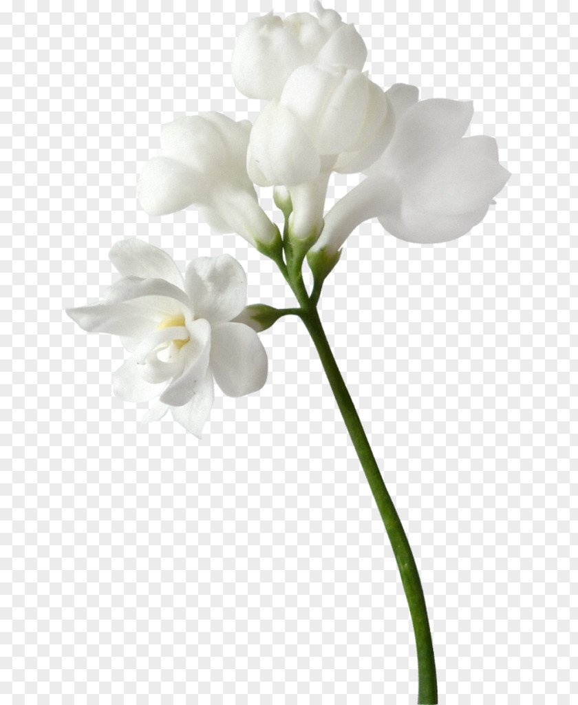 Flower Clip Art PNG