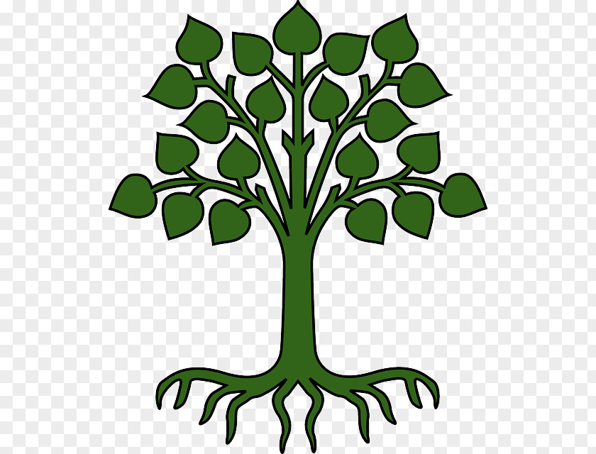 Tree Root Branch Cartoon Clip Art PNG
