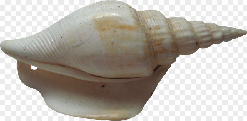 Conch Pattern Sea Snail Shankha PNG