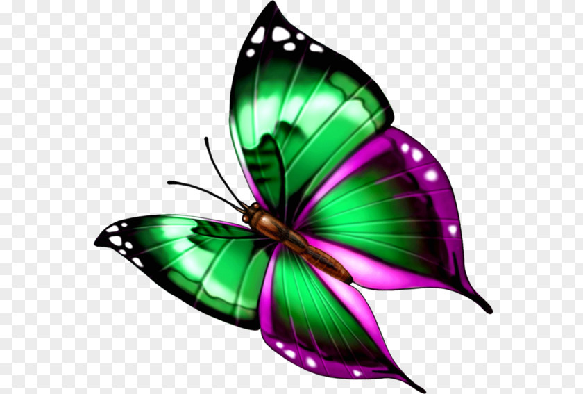 Green Butterfly Monarch Clip Art PNG