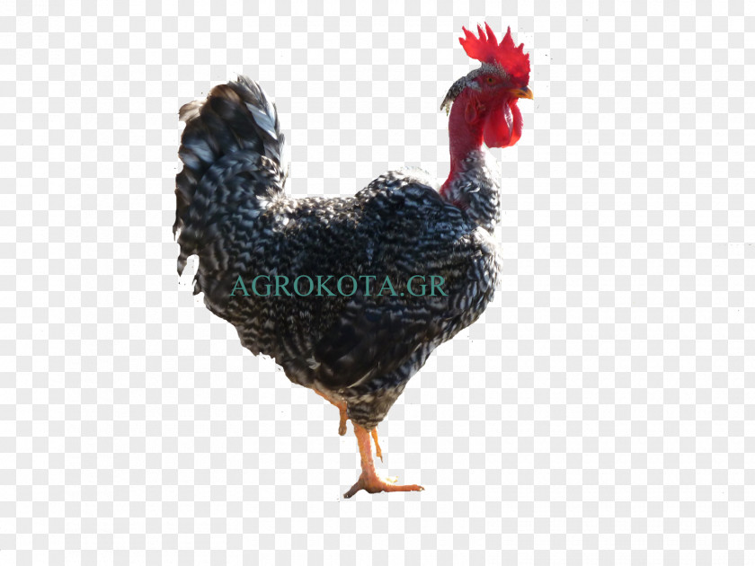 Hen Species Rooster Australorp Appenzeller Braekel Chicken As Food PNG