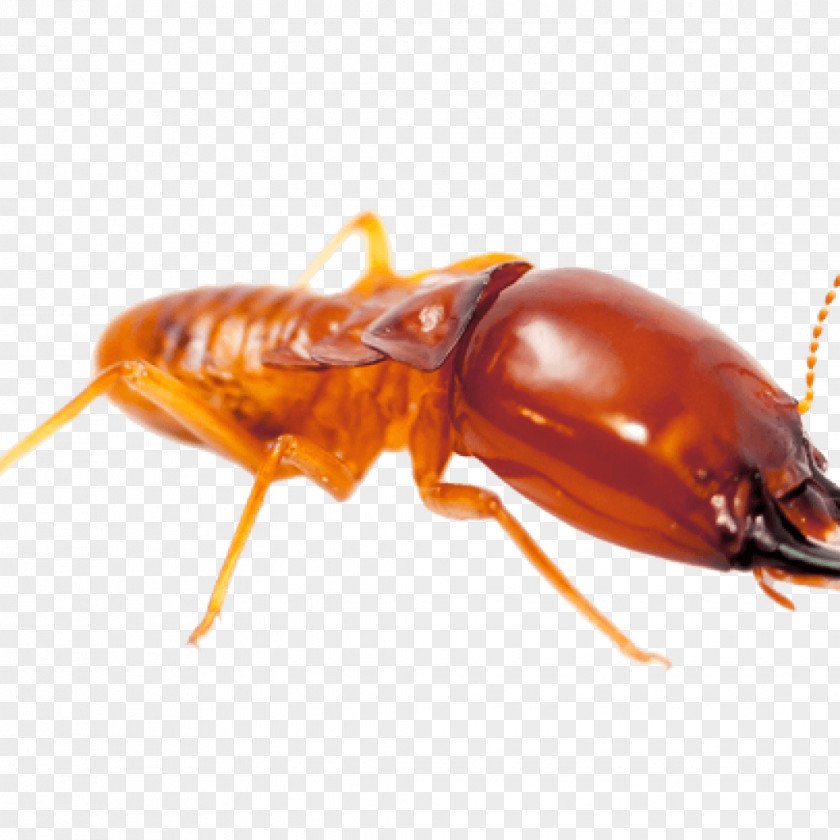 Insect Pest Control Fumigation Eastern Subterranean Termite PNG