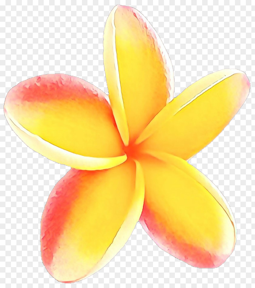 Plant Yellow Frangipani Petal Flower PNG
