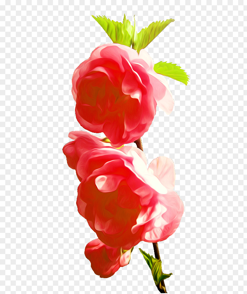 Rose Garden Roses Red Pink PNG