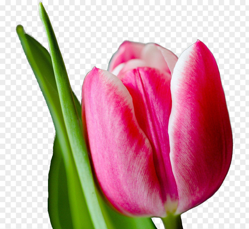 Tulip Pink Flowers Wallpaper PNG