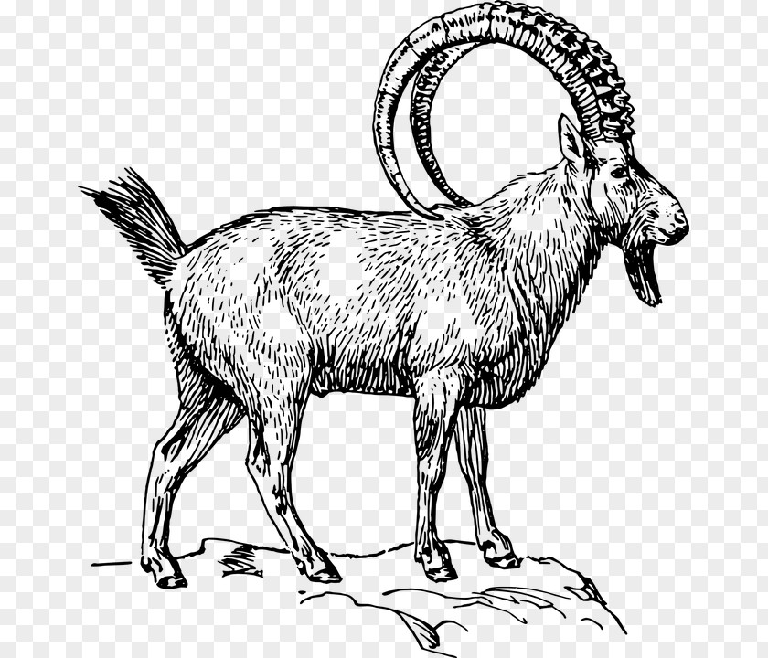 Alpine Ibex Drawing Markhor Pyrenean Clip Art PNG