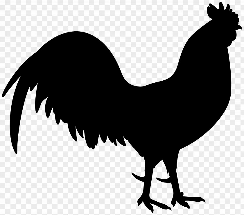 Chicken Rooster Clip Art Image Drawing PNG