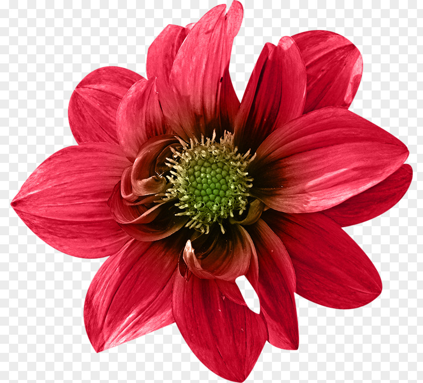 Flower Dahlia Photography Clip Art PNG